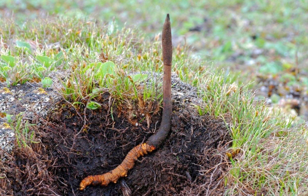 Đông trùng hạ thảo Tây Tạng