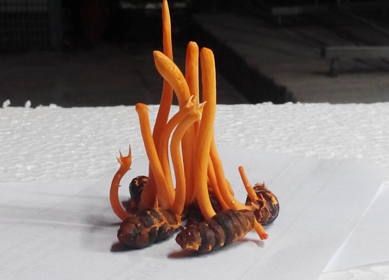 Đông trùng hạ thảo chủng Cordyceps Militaris nuôi cấy tại Việt Nam
