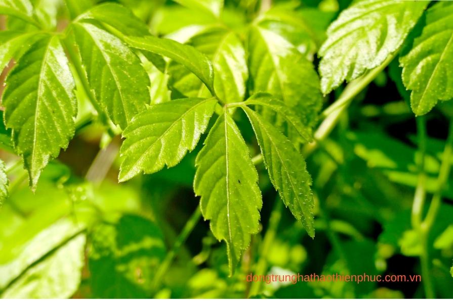 An Đường Thiên Phúc với thành phần cao giảo cổ lam tốt cho sức khỏe