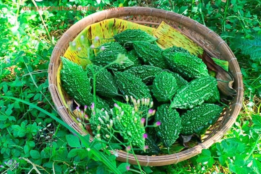 Hộp sản phẩm An Đường Thiên Phúc chính hãng với thành phần cao khổ qua rừng.