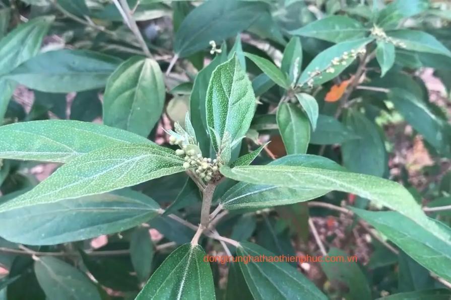 Viên bổ phế Banikha chứa cao khổ sâm và đông trùng hạ thảo