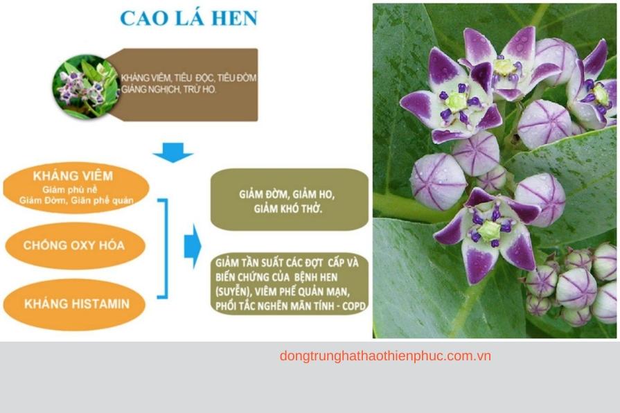 Cao lá hen hỗ trợ điều trị ho, hen suyễn và viêm phế quản hiệu quả