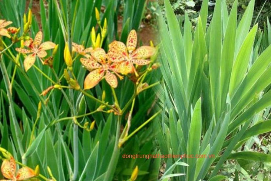 Cây rẻ quạt dùng làm dược liệu