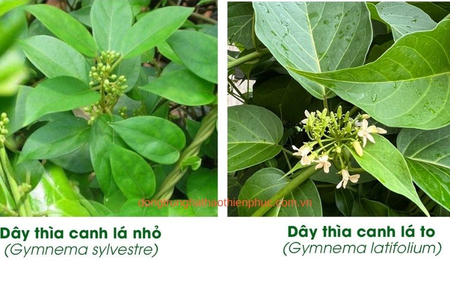 Cao Dây thìa canh trong sản phẩm An Đường Thiên Phúc hỗ trợ kiểm soát đường huyết.