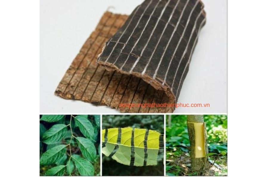 Thành phần đỗ trọng trong viên bổ thận Banikha - Công dụng và lợi ích sức khỏe.