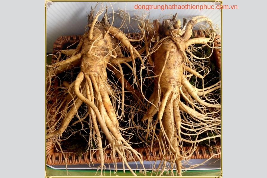 Công dụng của hồng sâm đối với sức khỏe.