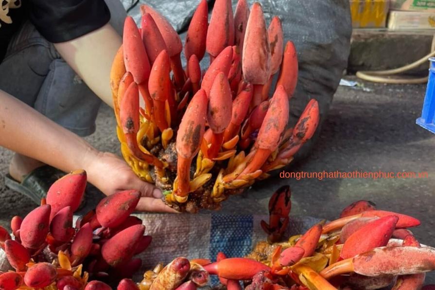 Nấm Ngọc Cẩu Trong Sản Phẩm Viên Bổ Thận Banikha Thiên Phúc