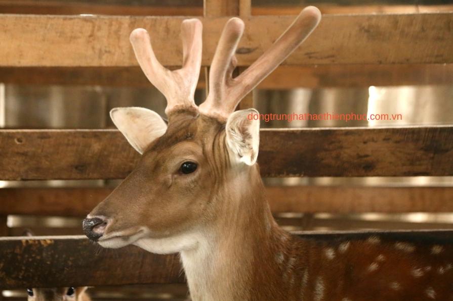 Sâm nhung bổ thận giúp tăng cường sinh lý và hỗ trợ sức khỏe thận