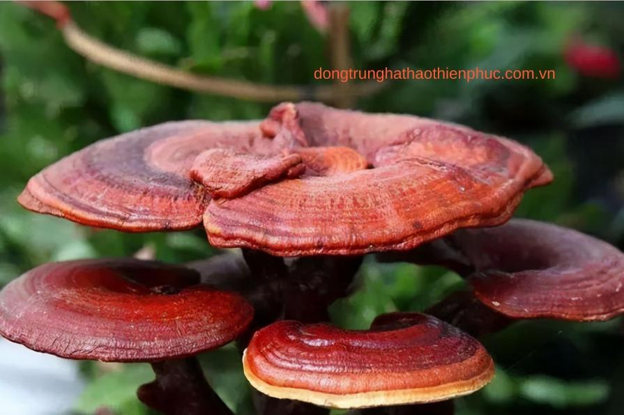 Cao linh chi trong sản phẩm An Đường Thiên Phúc hỗ trợ sức khỏe