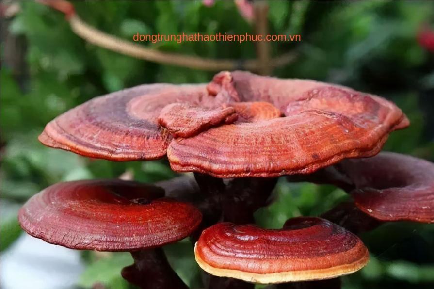 Hình ảnh minh họa nấm linh chi, tác dụng của nấm linh chi, đối tượng sử dụng nấm linh chi.