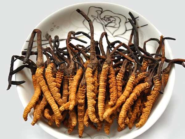 Đông trùng hạ thảo tự nhiên (Tây Tạng)