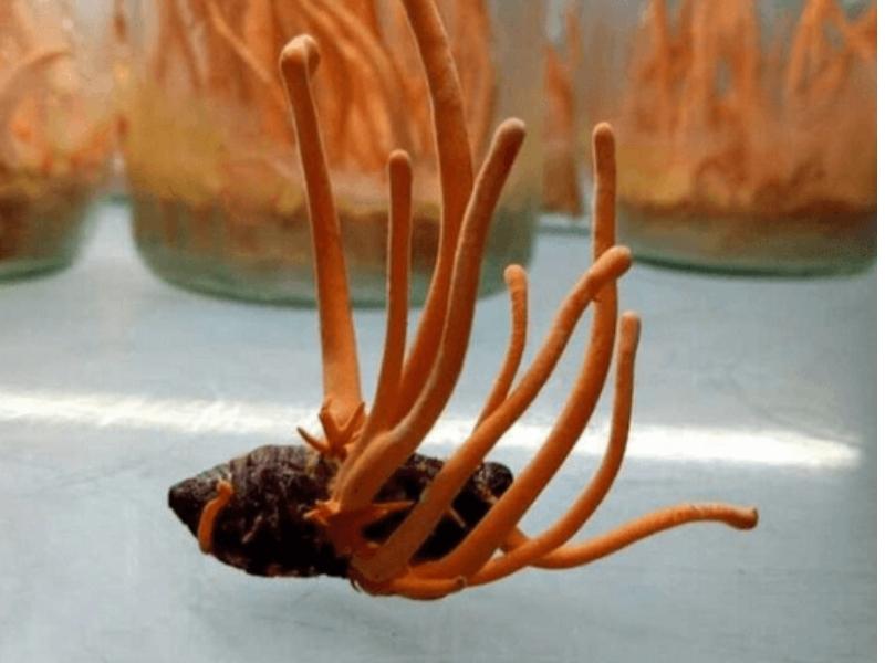 Đông trùng hạ thảo Việt Nam chất lượng quốc tế