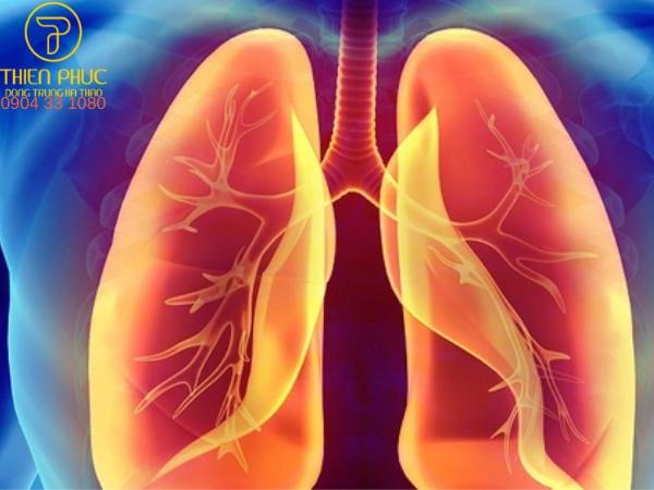 Phổi đóng vai trò quan trọng trong hệ hô hấp