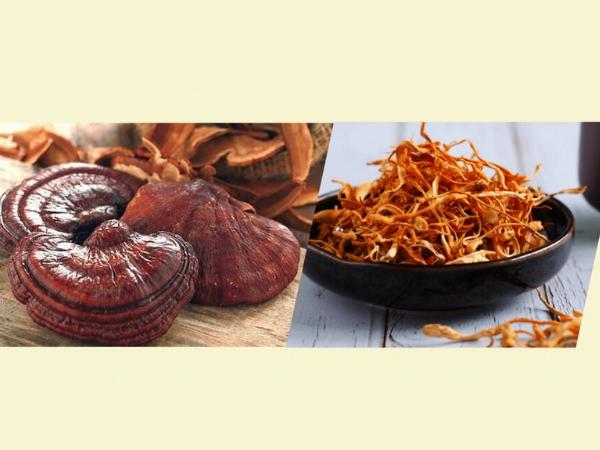 Đông trùng hạ thảo hầm với nấm linh chi có nhiều lợi ích cho sức khỏe