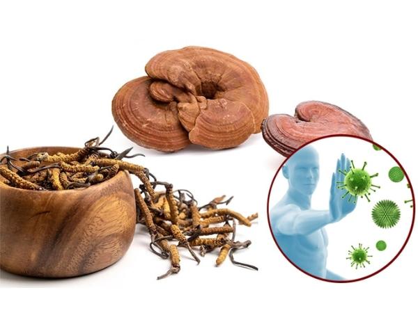 Đông trùng hạ thảo hầm nấm linh chi có giá trị dinh dưỡng cao