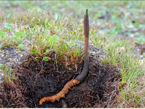 Đông trùng hạ thảo Tây Tạng