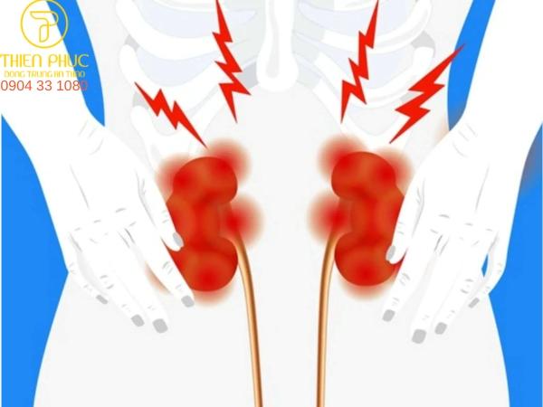 Đông trùng hạ thảo giúp cải thiện triệu chứng thận yếu