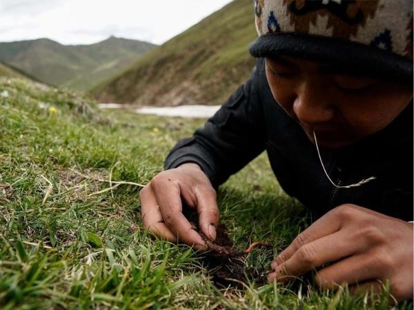 Đông trùng hạ thảo Tây Tạng có giá trị dược liệu cao