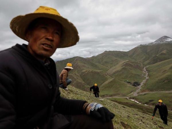 Đông trùng hạ thảo mọc trên vùng núi cao Tây Tạng