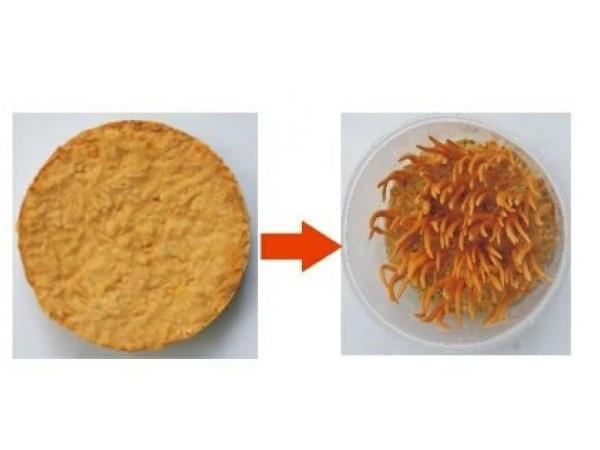 Dược Thảo Thiên Phúc chia sẻ kinh nghiệm nuôi đông trùng hạ thảo