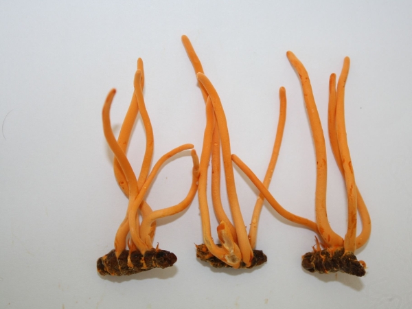 Đông trùng hạ thảo nuôi cấy