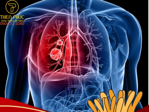 Cordyceps Sinensis hỗ trợ sức khỏe phổi