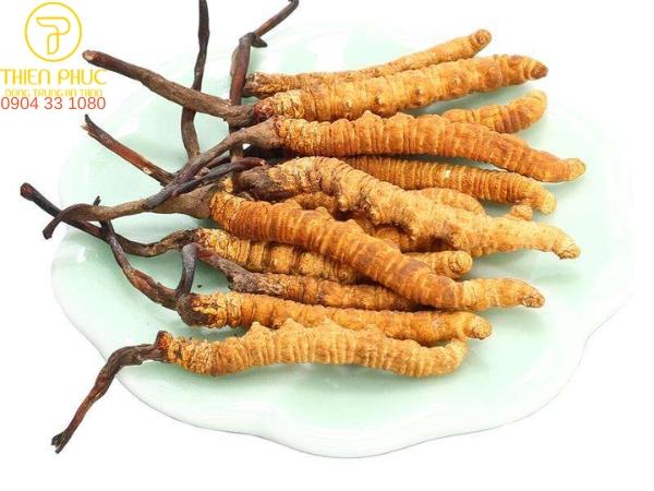 Đông trùng hạ thảo Cordyceps Sinensis