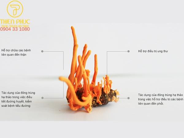 Tác dụng của đông trùng hạ thảo với người tiểu đường