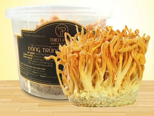 Đông trùng hạ thảo sinh khối tươi