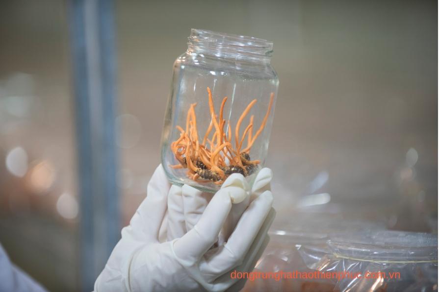 Hàm lượng Cordycepin trong đông trùng hạ thảo.