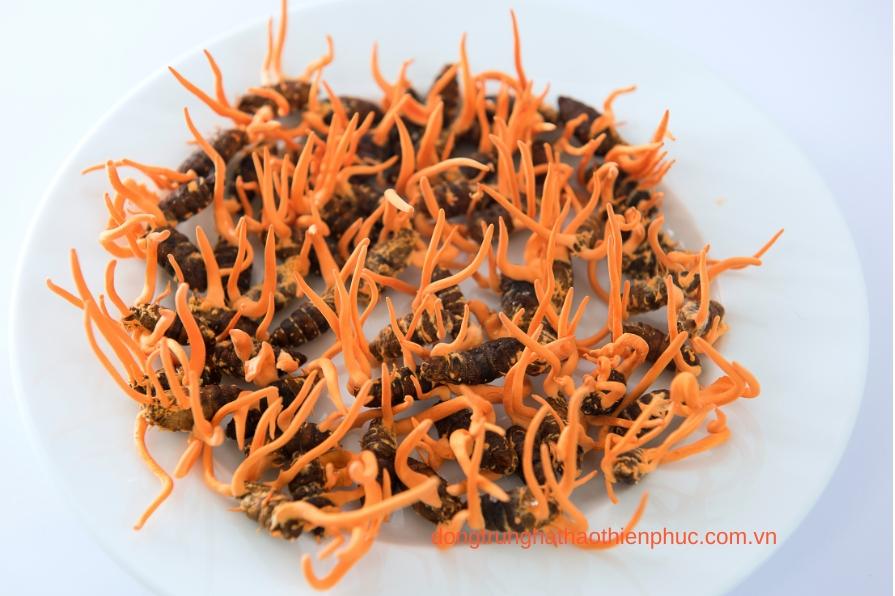 Hàm lượng Adenosine trong đông trùng hạ thảo