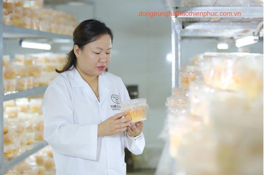 Nguyễn Thị Hồng - nữ doanh nhân Bông Hồng Thép, tiên phong trong hành trình nuôi trồng đông trùng hạ thảo