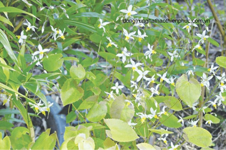 Cây dâm dương hoắc có công dụng đặc biệt trong hỗ trợ sinh lý