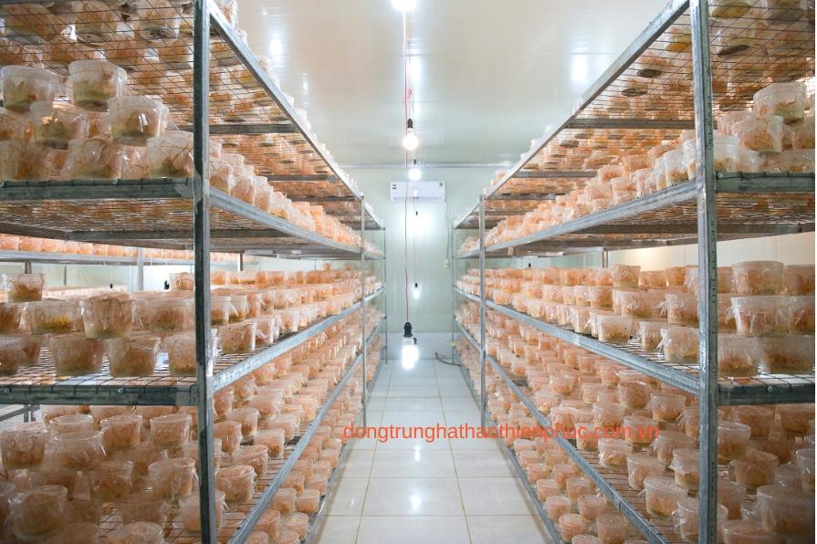 Phòng nuôi Đông trùng hạ thảo quả thể khô