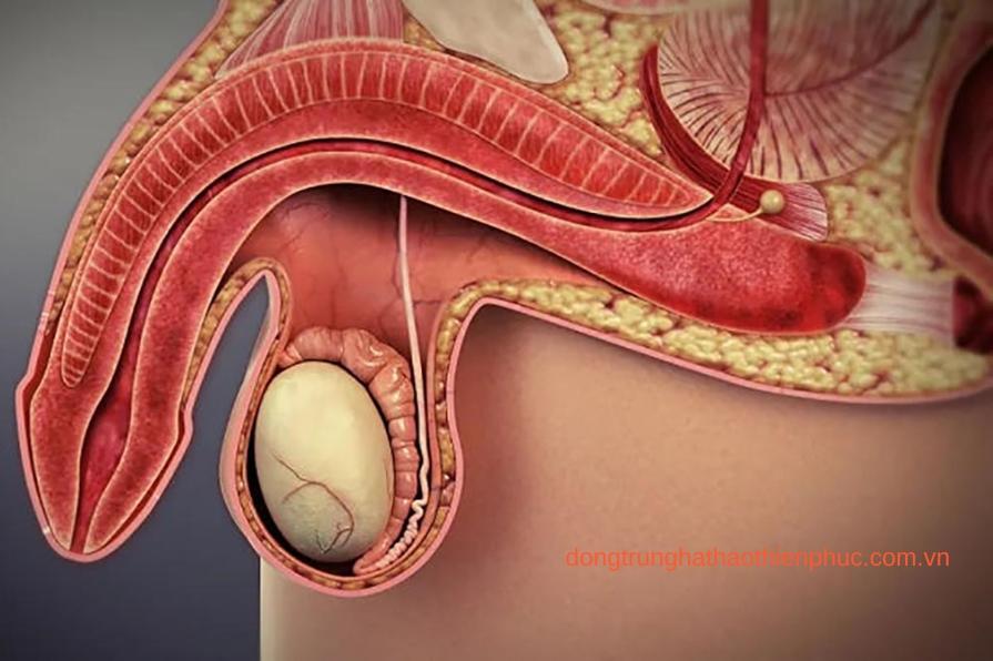 Rối loạn cương dương ở nam giới