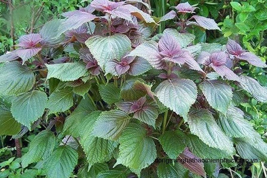 Tía tô hỗ trợ giấc ngủ và tăng cường sức đề kháng