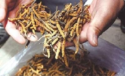 Đông trùng hạ thảo Tây Tạng thật và giả – Cách phân biệt