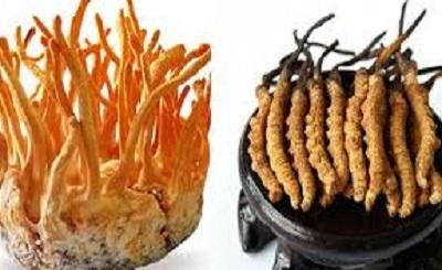 Hình ảnh Đông trùng hạ thảo tự nhiên Cordyceps Sinensis, Hình ảnh Đông trùng hạ thảo nuôi cấy Cordyceps Militaris, So sánh đông trùng hạ thảo tự nhiên và nuôi cấy