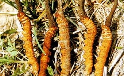 Đông Trùng Hạ Thảo Tây Tạng - Dược Liệu Quý Hiếm Từ Thiên Nhiên