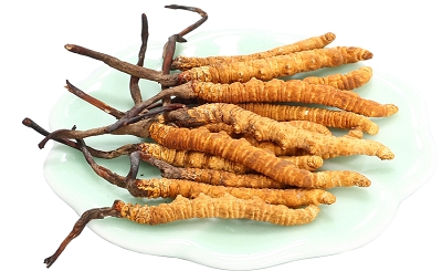 Cách phân biệt đông trùng hạ thảo thật - giả - Hướng dẫn chi tiết