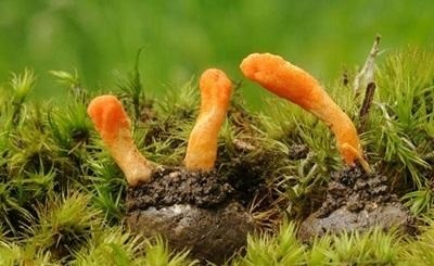 Quá trình phát triển của đông trùng hạ thảo từ tự nhiên đến nuôi cấy