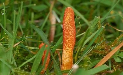 Đông Trùng Hạ Thảo - Dược Liệu Quý Hiếm Và Công Dụng Cho Sức Khỏe