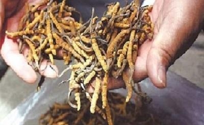 Hướng Dẫn Chọn Mua Đông Trùng Hạ Thảo Chất Lượng - Bí Quyết Đảm Bảo Sức Khỏe