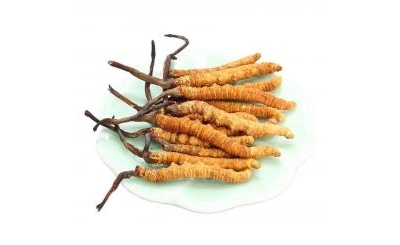 Tác dụng của Cordyceps Sinensis – Bí quyết chăm sóc sức khỏe toàn diện từ thiên nhiên