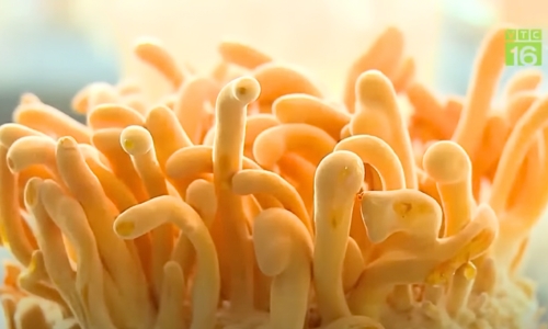 Hành trình nuôi cấy Đông trùng hạ thảo của nữ thạc sỹ yêu nông nghiệp